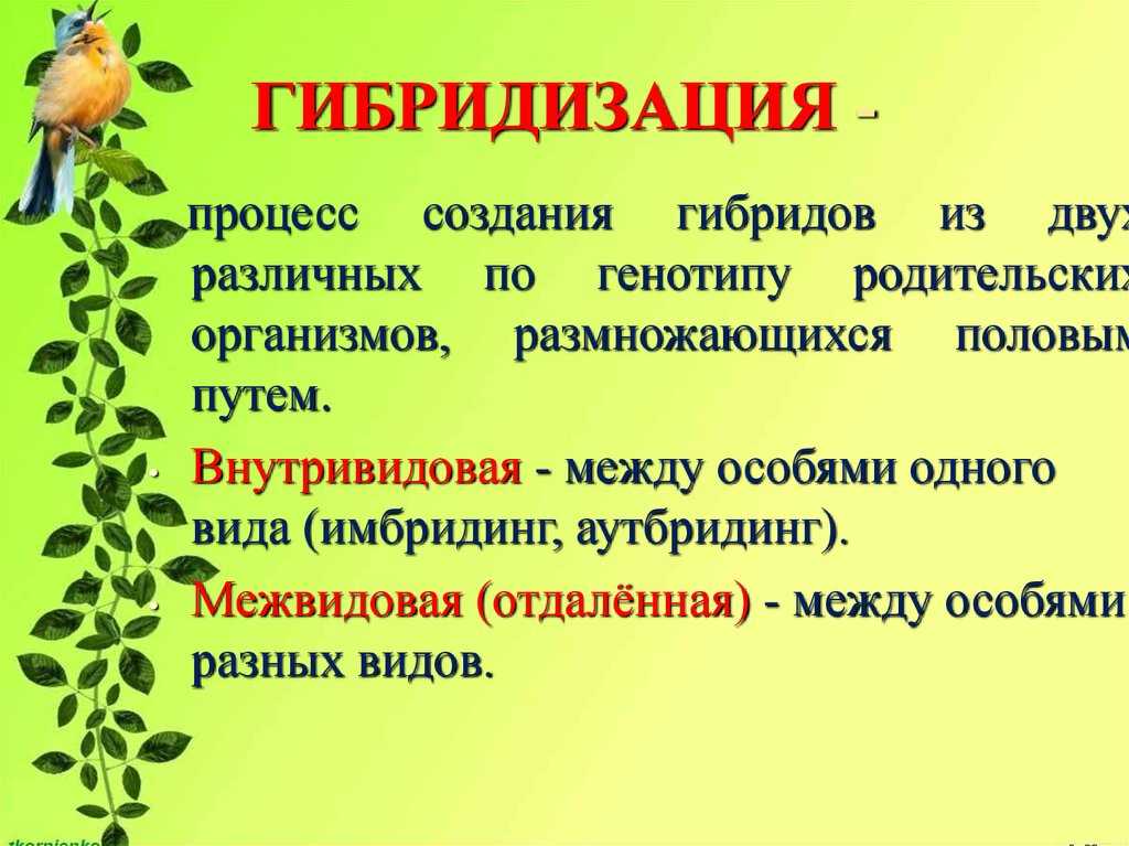 Отдаленная гибридизация растений. доклад. биология. 2008-12-09