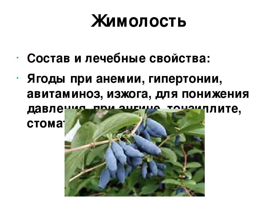Жимолость съедобная - описание, посадка и уход, почвенно-климатические условия. перспективные культуры