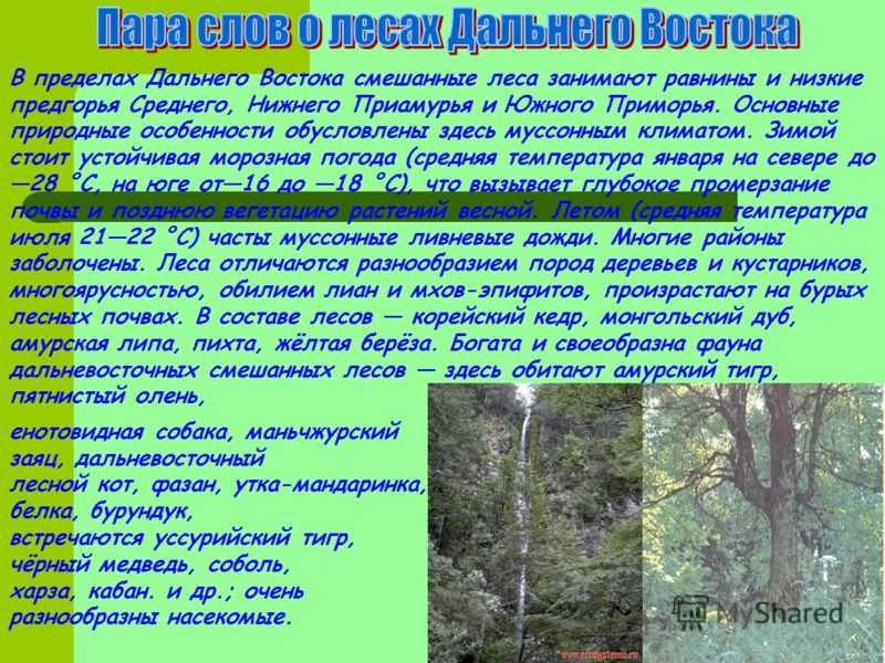 Смешанные леса дальнего востока россии – географическое положение, животные и растения, климат