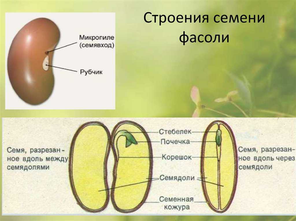Горох