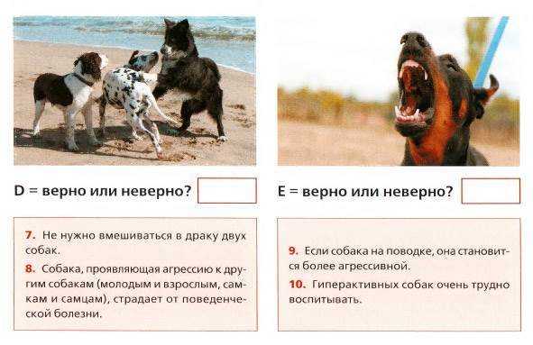 Нерепродуктивное половое поведение животных