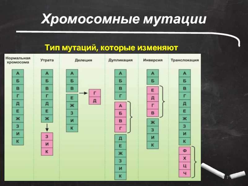 Презентация на тему хромосомные мутации