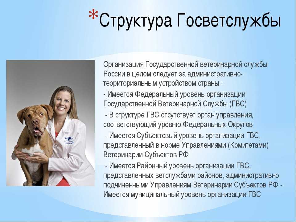 Автореферат и диссертация по ветеринарии (16.00.05) на тему:анатомотопографическое обоснование гастротомии у собак