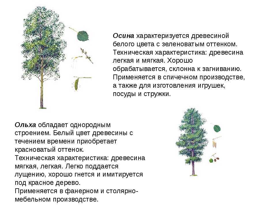 Породы древесины. осина | столярный совет. для тех, кто любит работать с деревом