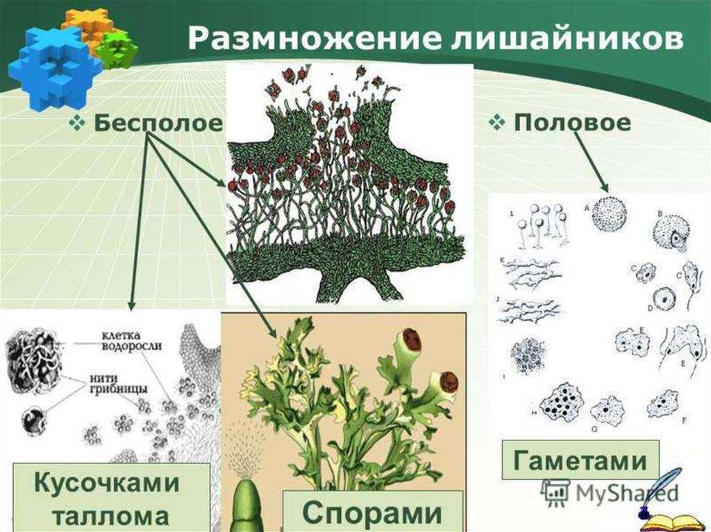 Лишайники — общая характеристика, значение лишайников в природе