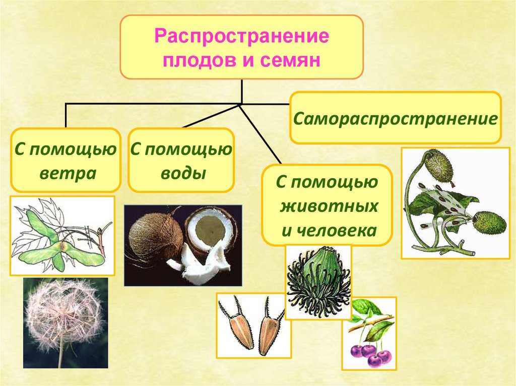 Способы распространения плодов и семян в природе с примерами