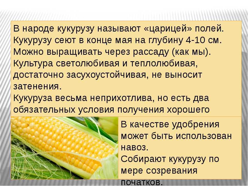 Польза и вред кукурузы - виды, кбжу, состав и 3 рецепта