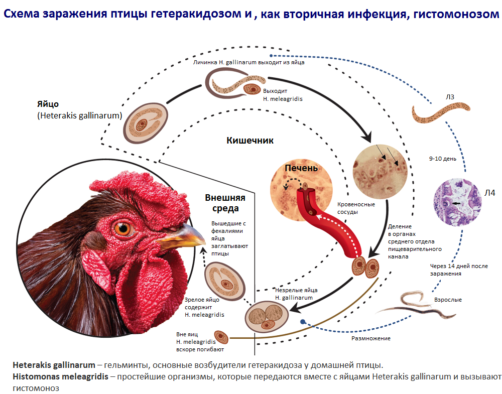 Болезни кур и их лечение – выявляем симптомы и лечим