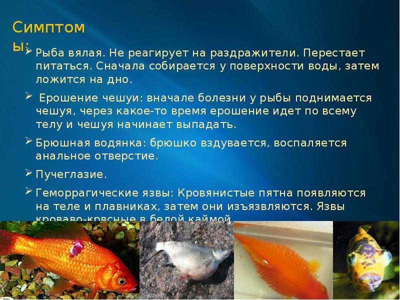 Диагностика болезней рыб