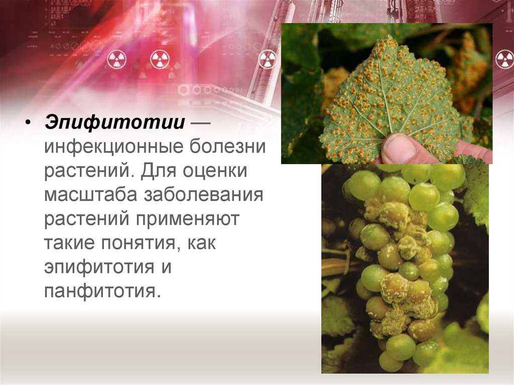 Эпифитотий: способы передачи и борьбы. реферат. сельское хозяйство. 2010-11-21