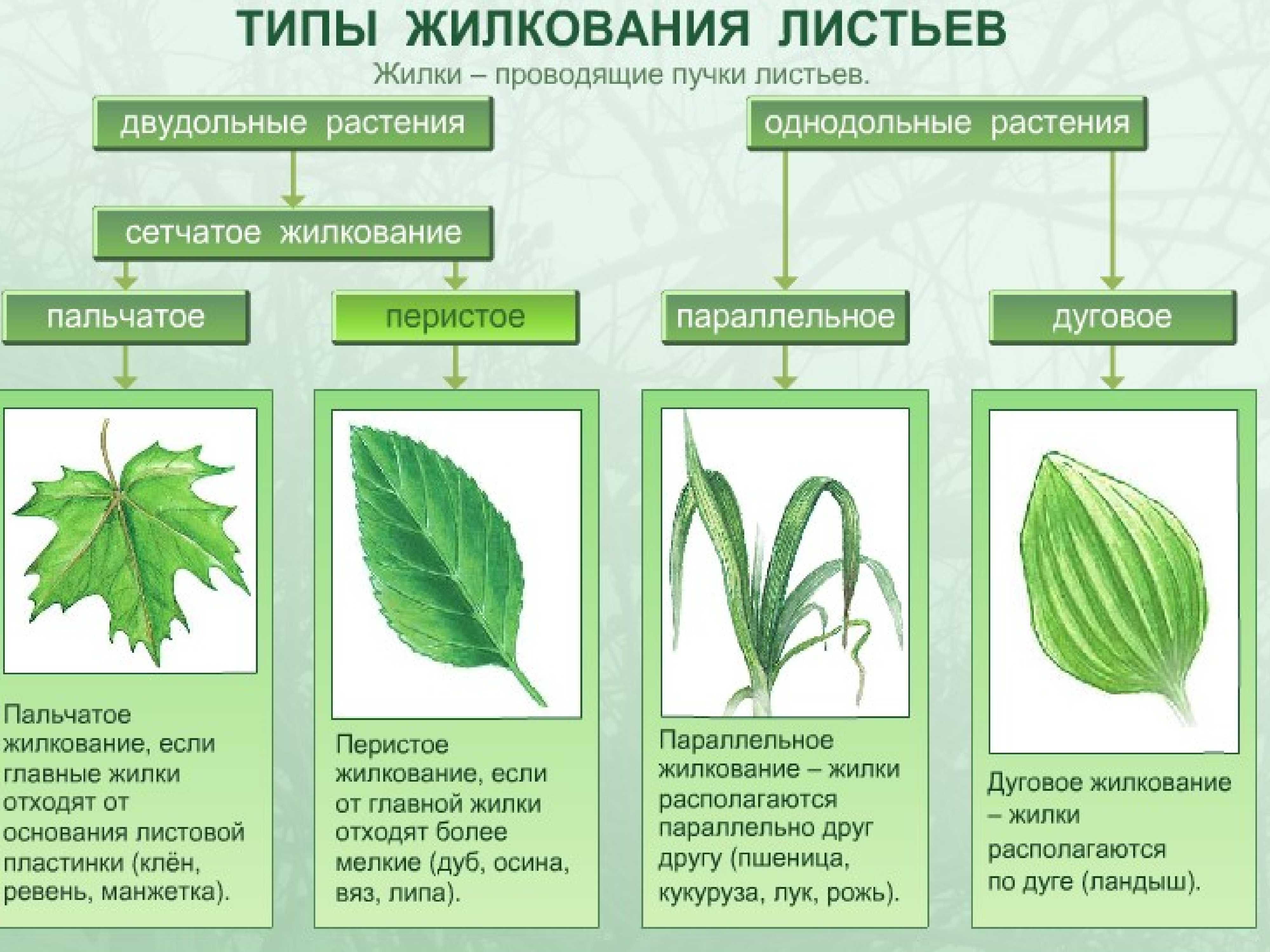 Растения от "а" до "я" ю.п. лаптев