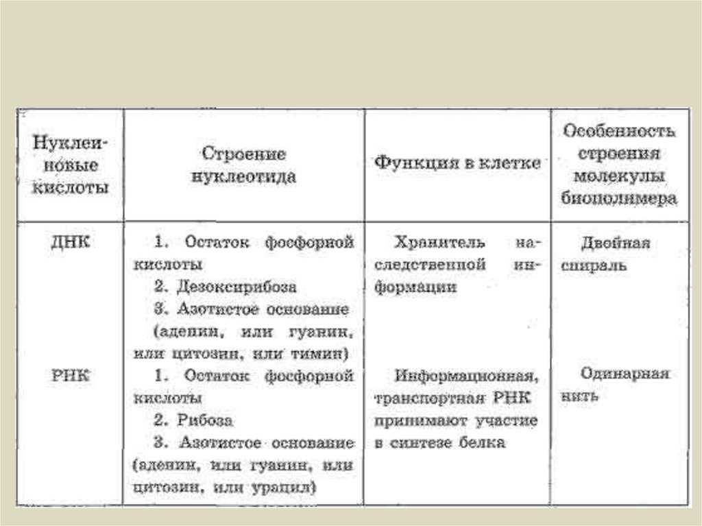 Биология клетки/часть 1. клетка как она есть/3/2