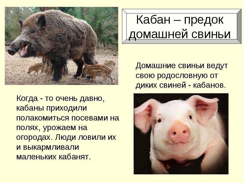 Дикий кабан. образ жизни и среда обитания дикого кабана