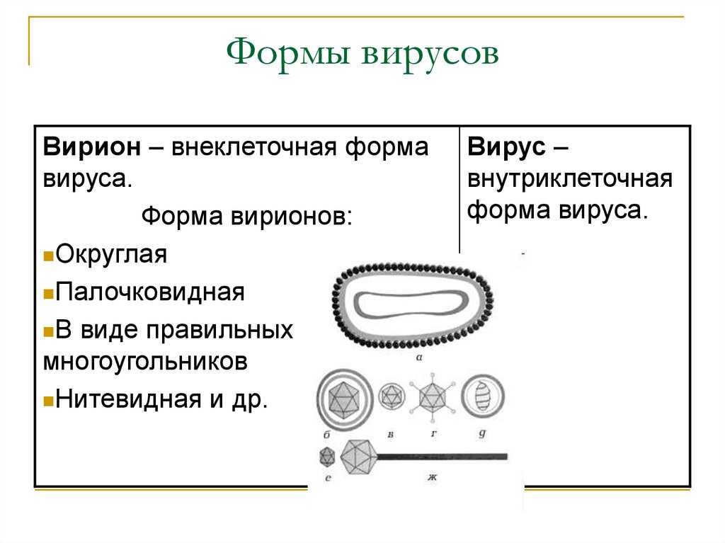 Структура и химический состав вирионов вирусов