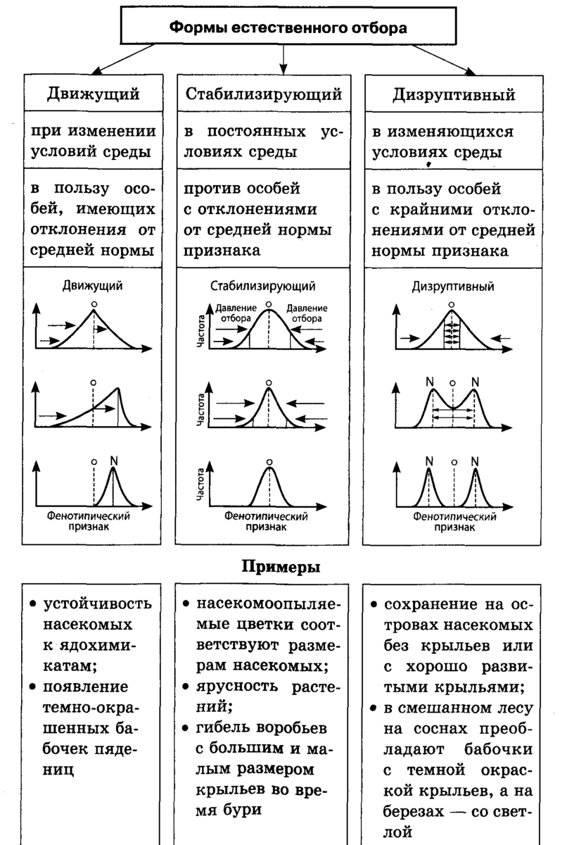 Естественный отбор: биологическое значение, источники, классификация