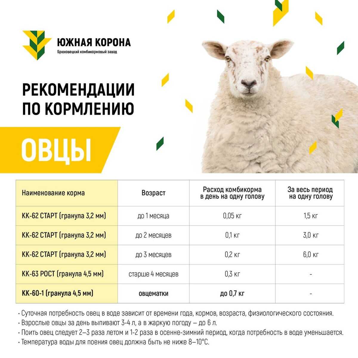 Кормление овец и баранов в зимний период
