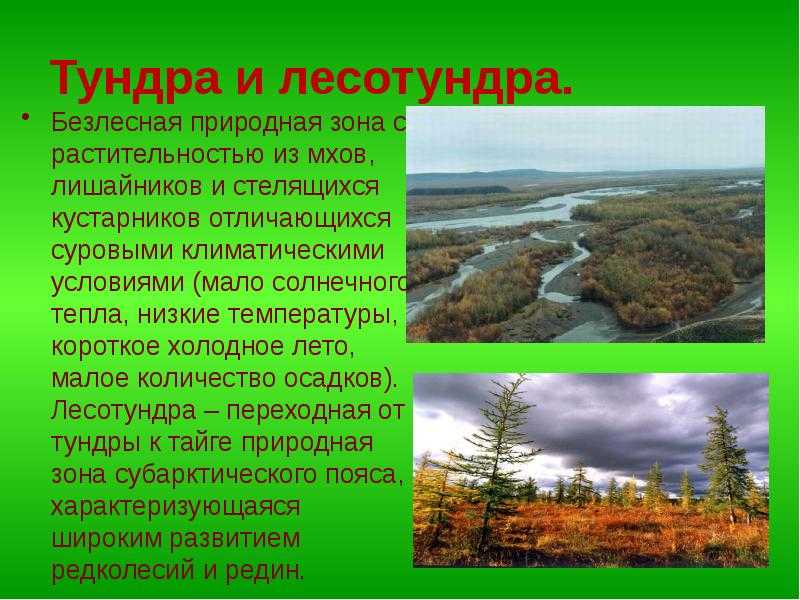 Сообщение о тундре: животные и растения, фото - tarologiay.ru