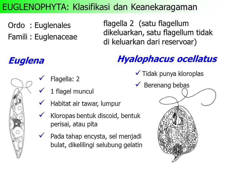 Pyrrophyta or fire algae (dino flagellata)