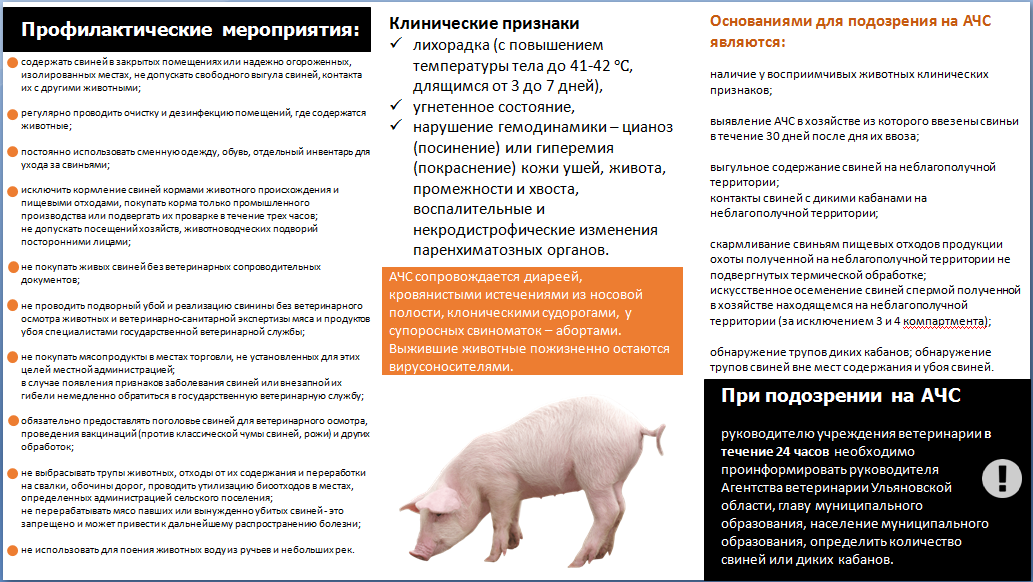 Чума у свиней