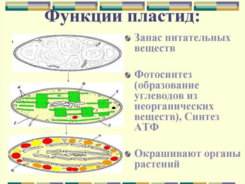Хлоропласты: просто и понятно о строении и функциях