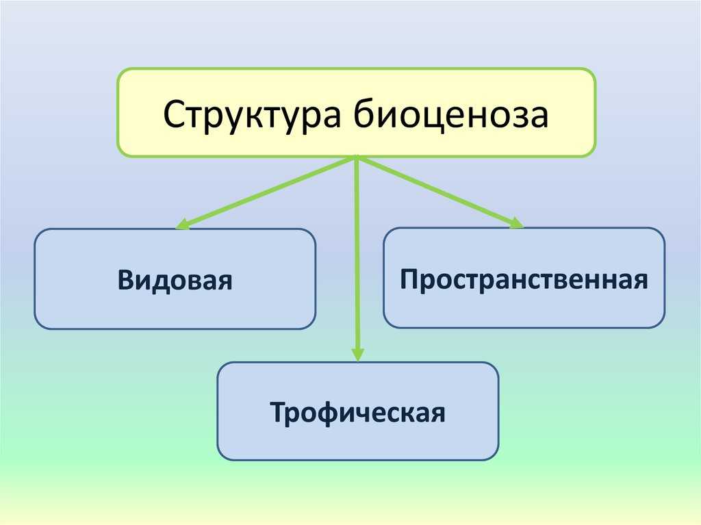 Пространственная структура биоценоза - 7 февраля 2010 - лекции