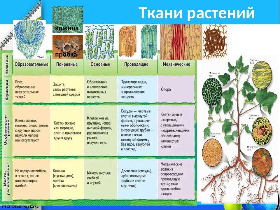 Ткани растений. классификация и характеристика тканей : farmf | литература для фармацевтов