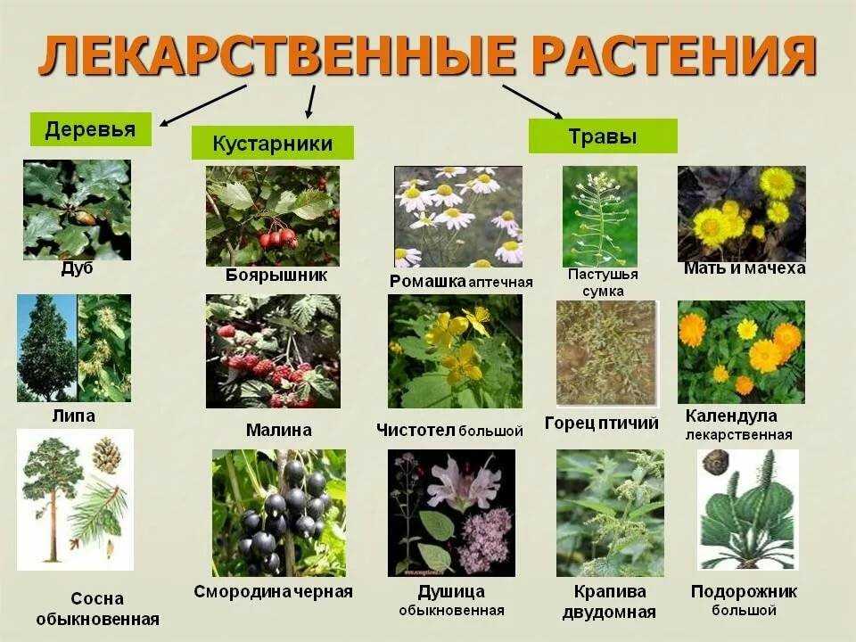 Презентация на тему: "культурные растения западной европы. средиземноморский центр.". скачать бесплатно и без регистрации.