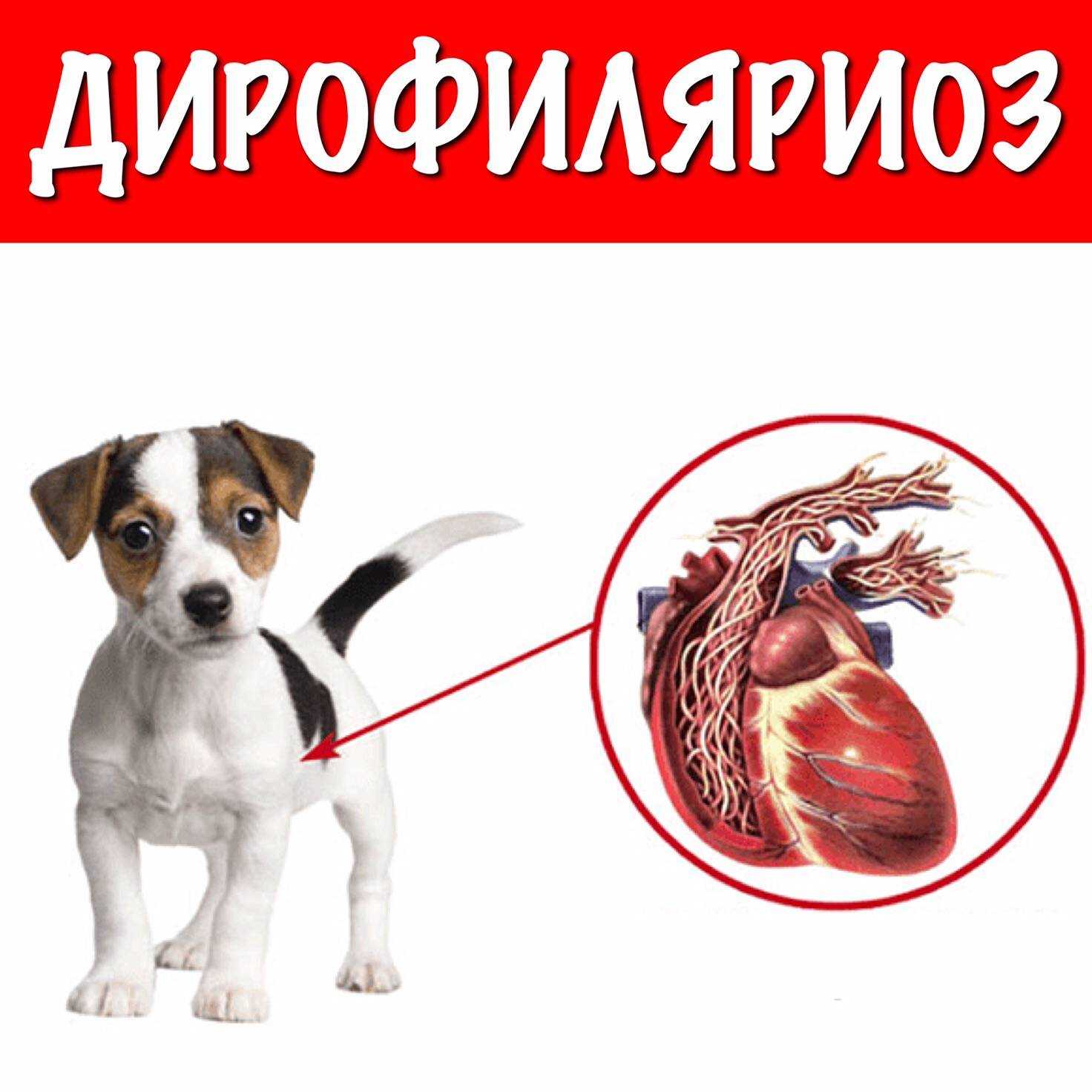 Дирофиляриоз у собак – симптомы, лечение, диагностика, профилактика
