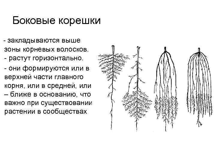 Корневая система сосны: особенности, болезни и вредители, уход