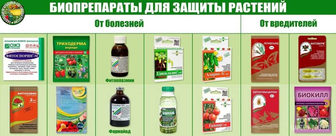 Способы борьбы с вредителями и болезнями растений, основные типы машин