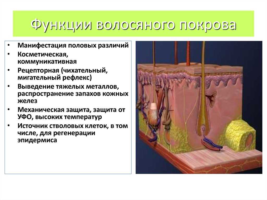 Реферат: кожа животных и её производные. привет студент