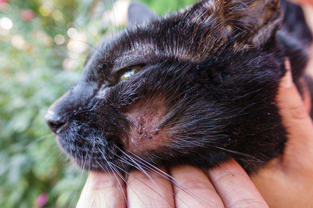 Нотоэдроз кошек: возбудитель, симптомы, диагностика, лечение, профилактика, видео