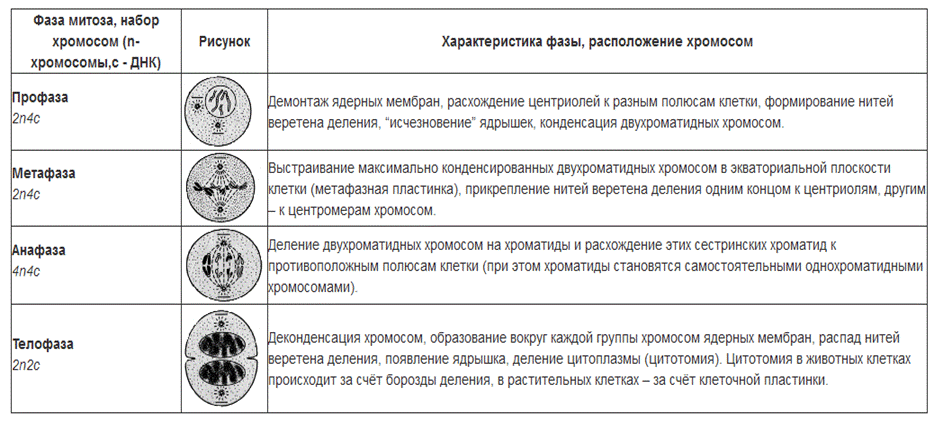 Деление клеток. митоз и мейоз, фазы деления
