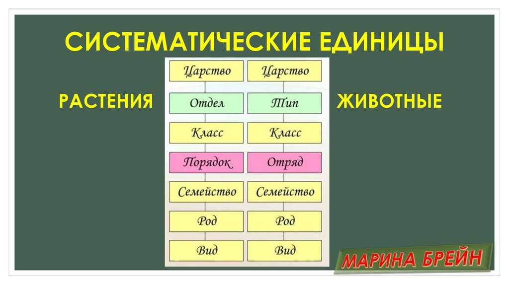 1.3.	таксономическая иерархия [1980 джеффри ч. - биологическая номенклатура]