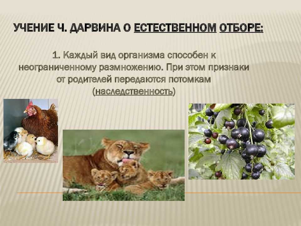 4. эволюционная теория чарлза дарвина. биология. общая биология. 11 класс. базовый уровень