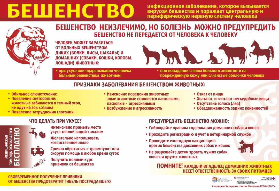Инфекционные болезни лошадей: своевременные профилактические методы сохранят здоровье табуна