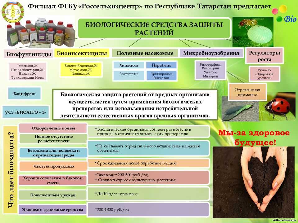 Вредители сада. способы борьбы - libtime