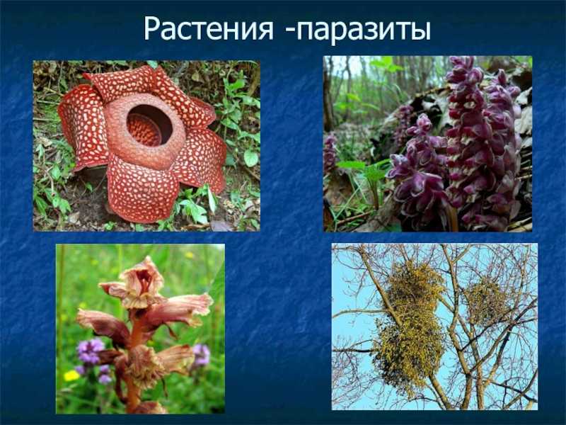 Высшие цветковые растения. корневые паразиты и полупаразиты