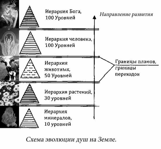 Социальные иерархии в животном мире | училка.io