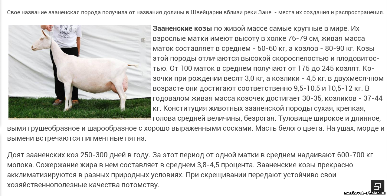 Как и чем кормить коз?