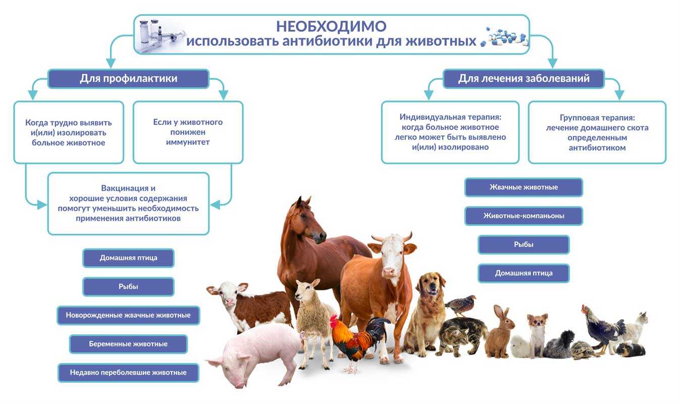 Правила производства и продажи ветеринарных лекарств скорректированы