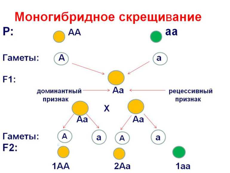 ᐉ селекция и сортоведение - roza-zanoza.ru