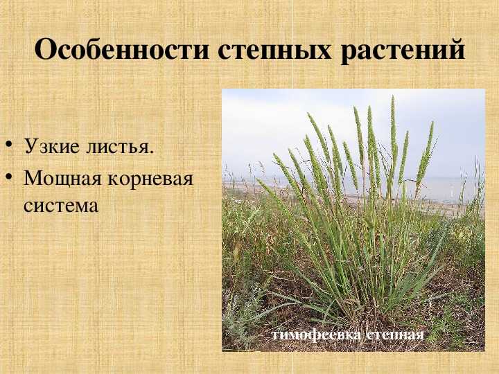 Какие деревья растут в степи