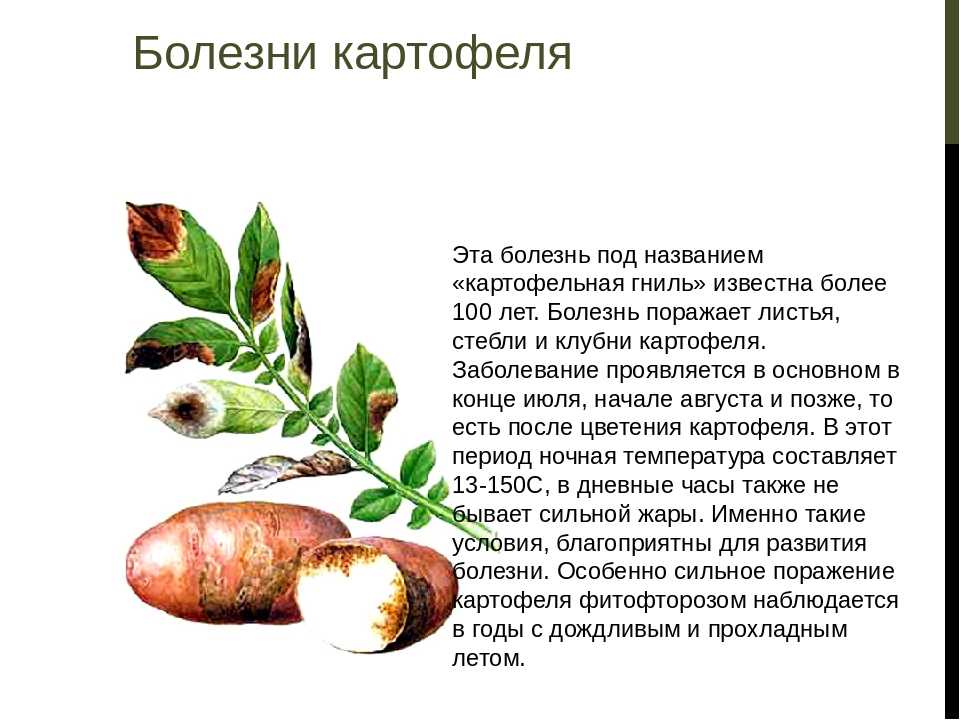 Альтернариоз картофеля | справочник пестициды.ru