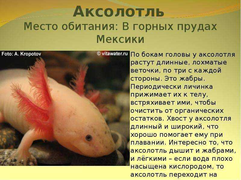 Ручной дракон - аксолотль сколько живет в домашних условиях