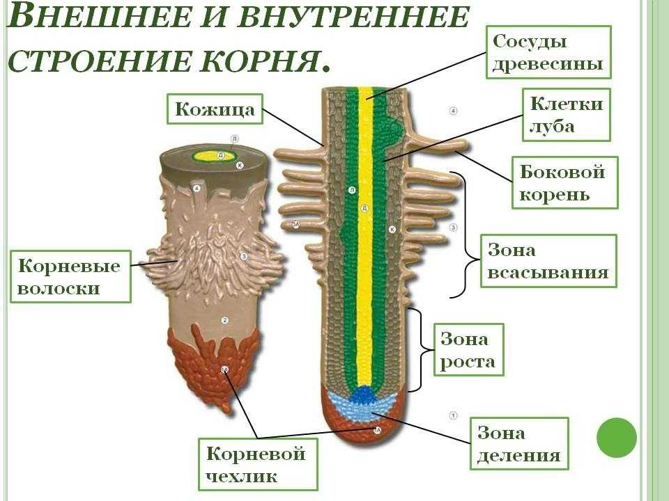 Схема развития вторичного строения в корне