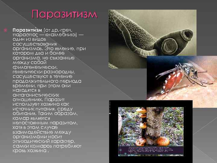 Паразитизм - определение, виды, примеры