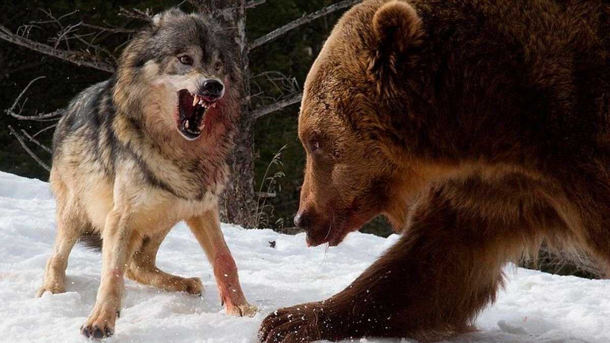Волки и медведи в приозерском район | ndfl63.ru