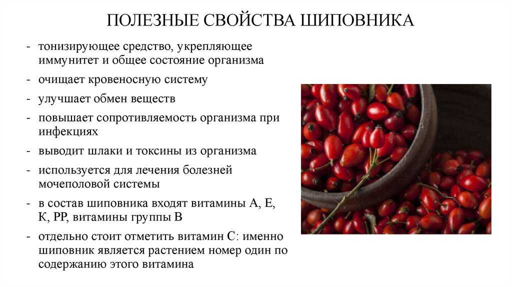Шиповник: полезные свойства и вред | food and health