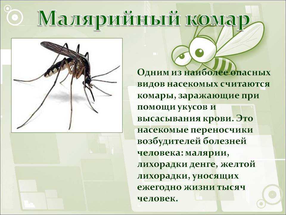 Чем питается комар? обзор предпочтений насекомого в зависимости от пола и стадии развития